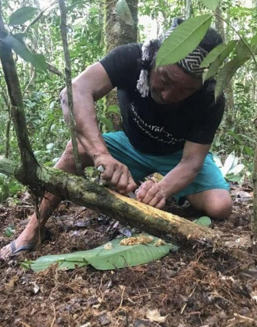 Sananga Powder Wood Bark Tasty Tea Incense medicinal sight cure vision sharpener Brazil Kamânawa Tribal Healing Clarity Root Haux Haux