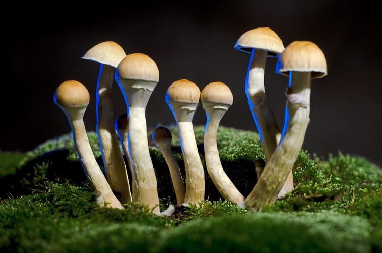 Allseeing Magic Mushrooms Patch Psychedelic Embroidery Psilocybin Shroom Psy Trance Goatrance culture consciousness expansion Use Your Brain