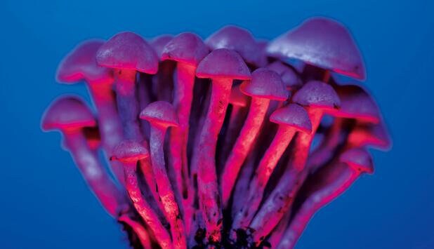Allseeing Magic Mushrooms Patch Psychedelic Embroidery Psilocybin Shroom Psy Trance Goatrance culture consciousness expansion Use Your Brain