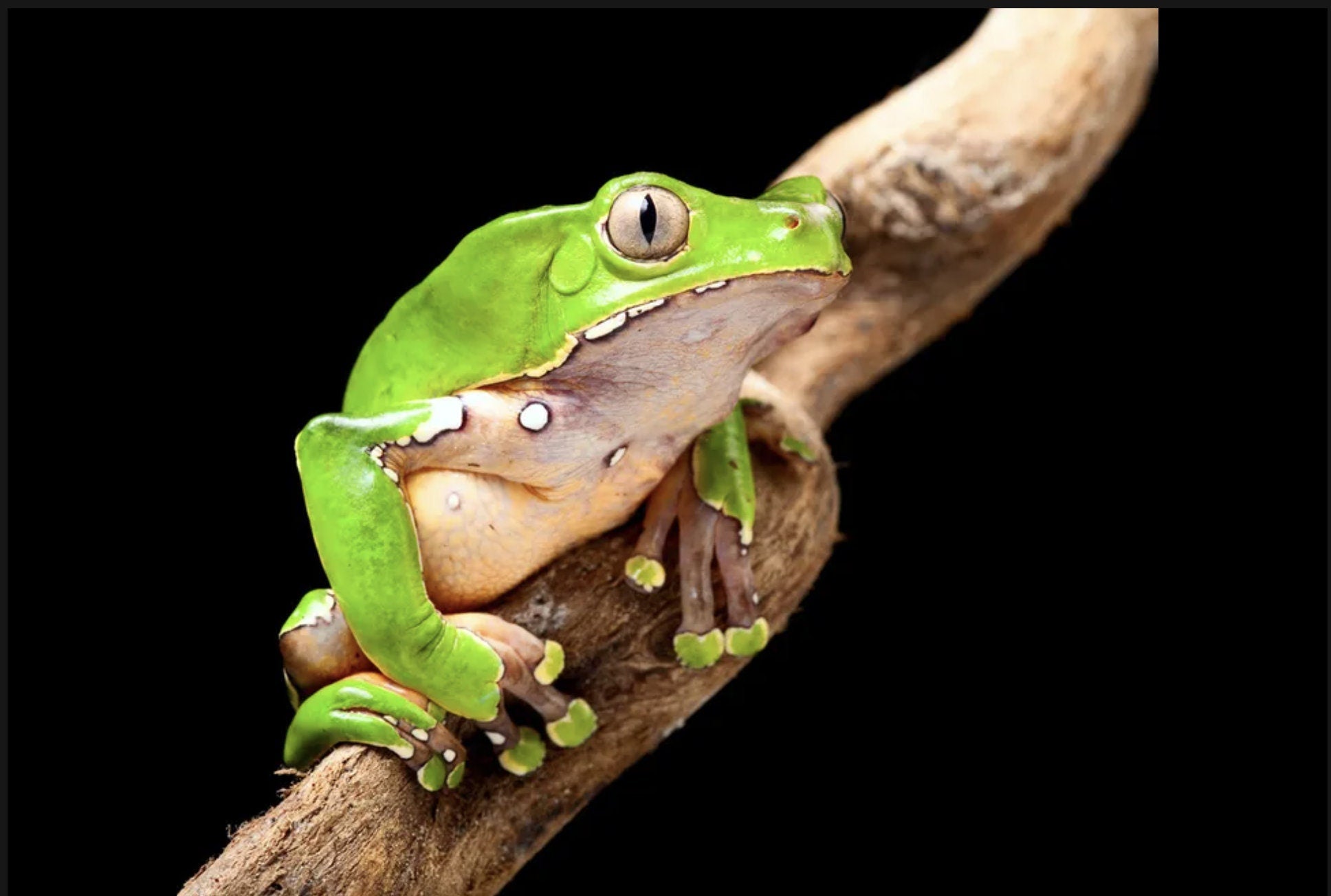 Kambo Stick for around 120 dots Frog Medicine Spiritual Cleansing and Healing of Body and Mind Brazil Kamânawa Tribal Haux Haux Tribe