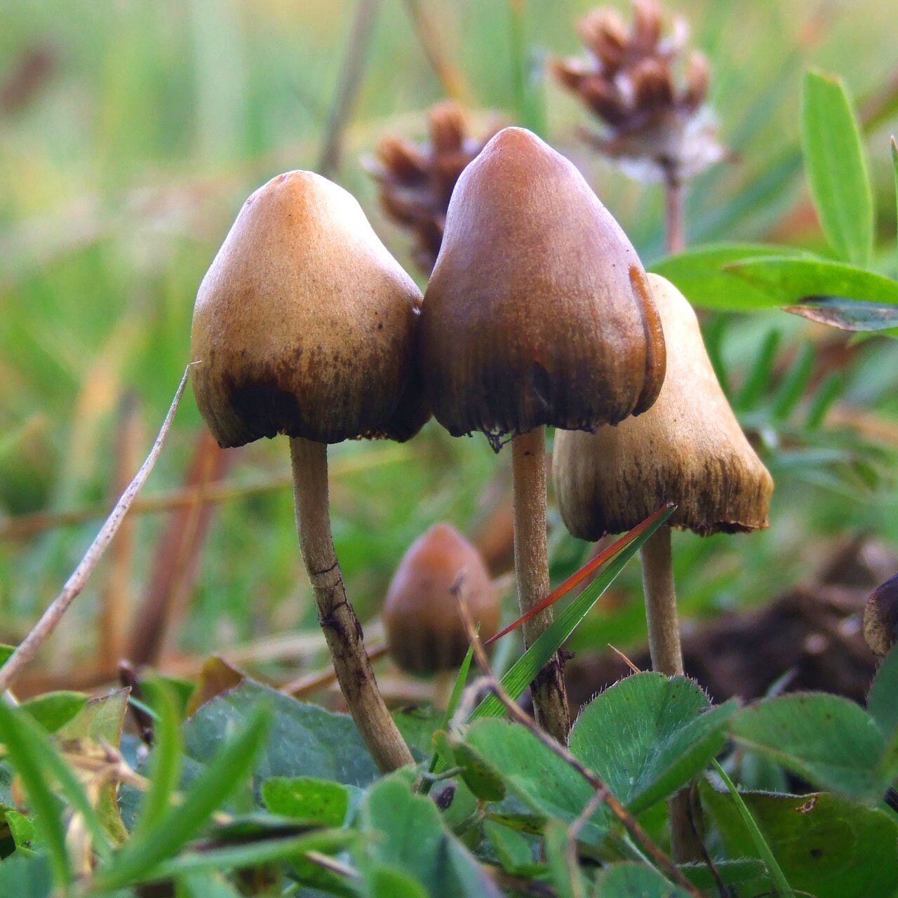 Allseeing Magic Mushrooms Patch Psychedelic Embroidery Psilocybin Shroom Psy Trance Goatrance culture consciousness expansion Use Your Brain